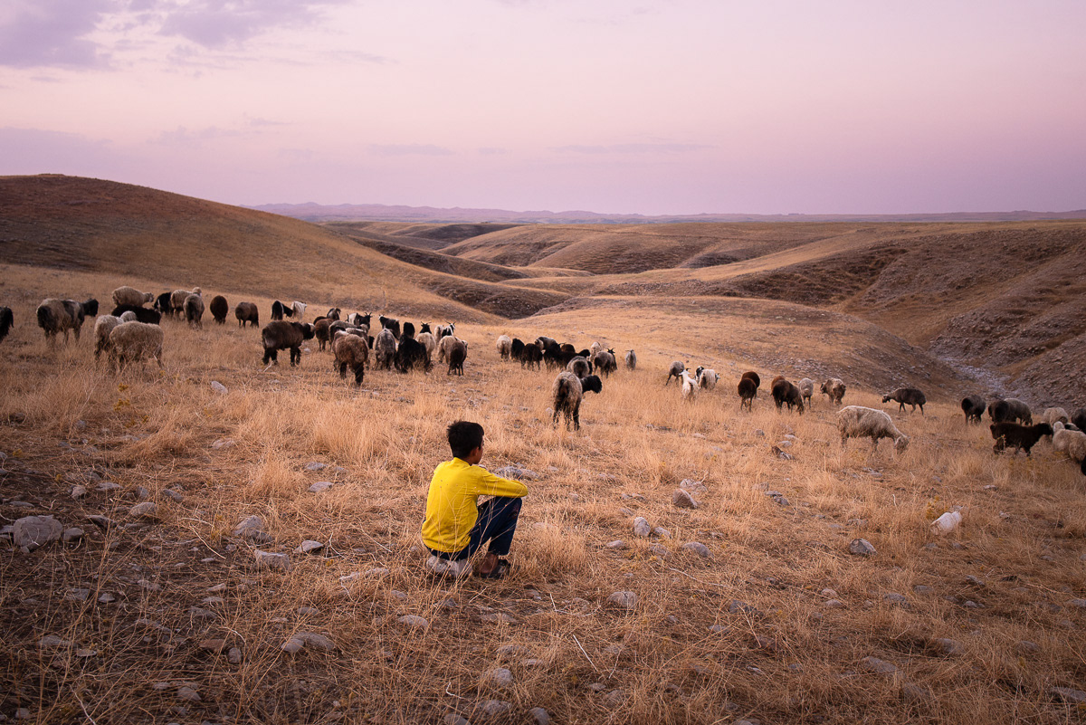 Le troupeau est prêt pour la marche de la matinée vers la source. L'herbe autour du campement se fait rare et il est nécessaire de chercher de l'eau fraiche pour la journée.