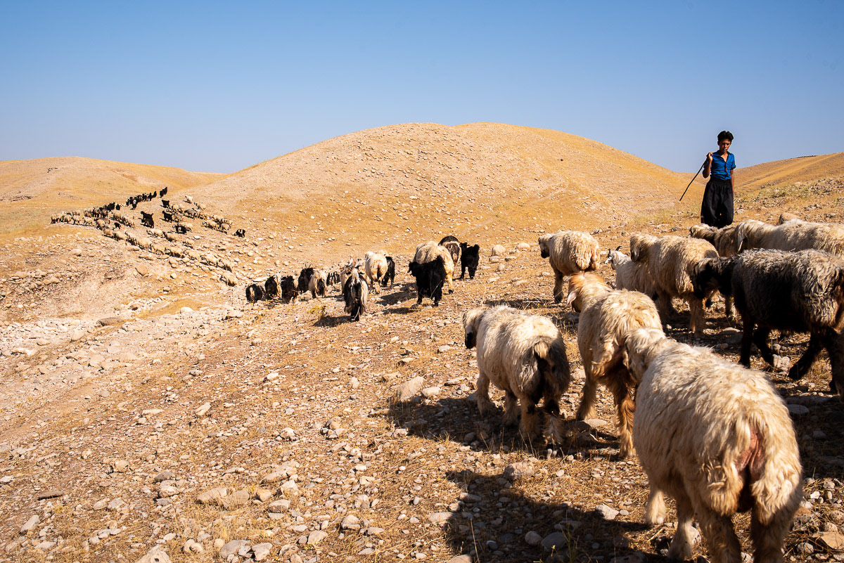 Une famille termine sa transhumance pour commencer son hivernage dans la province du Khouzistan. Delavar est déjà installé à quelques collines d'ici.