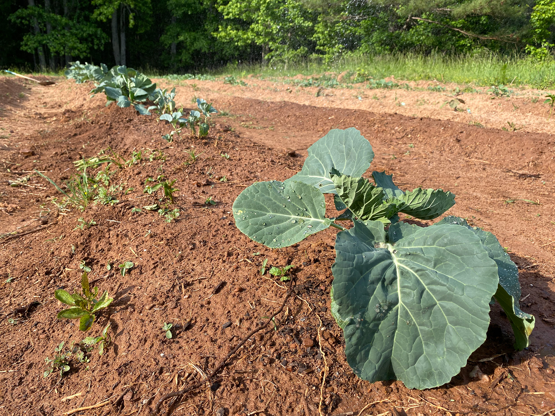 Mecca Halal Farms Produce