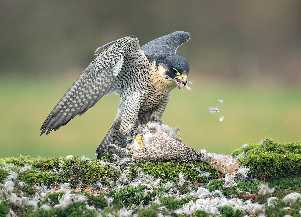 Peregrine With Prey