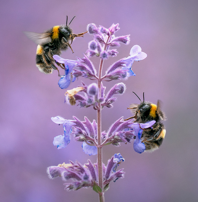 Bees