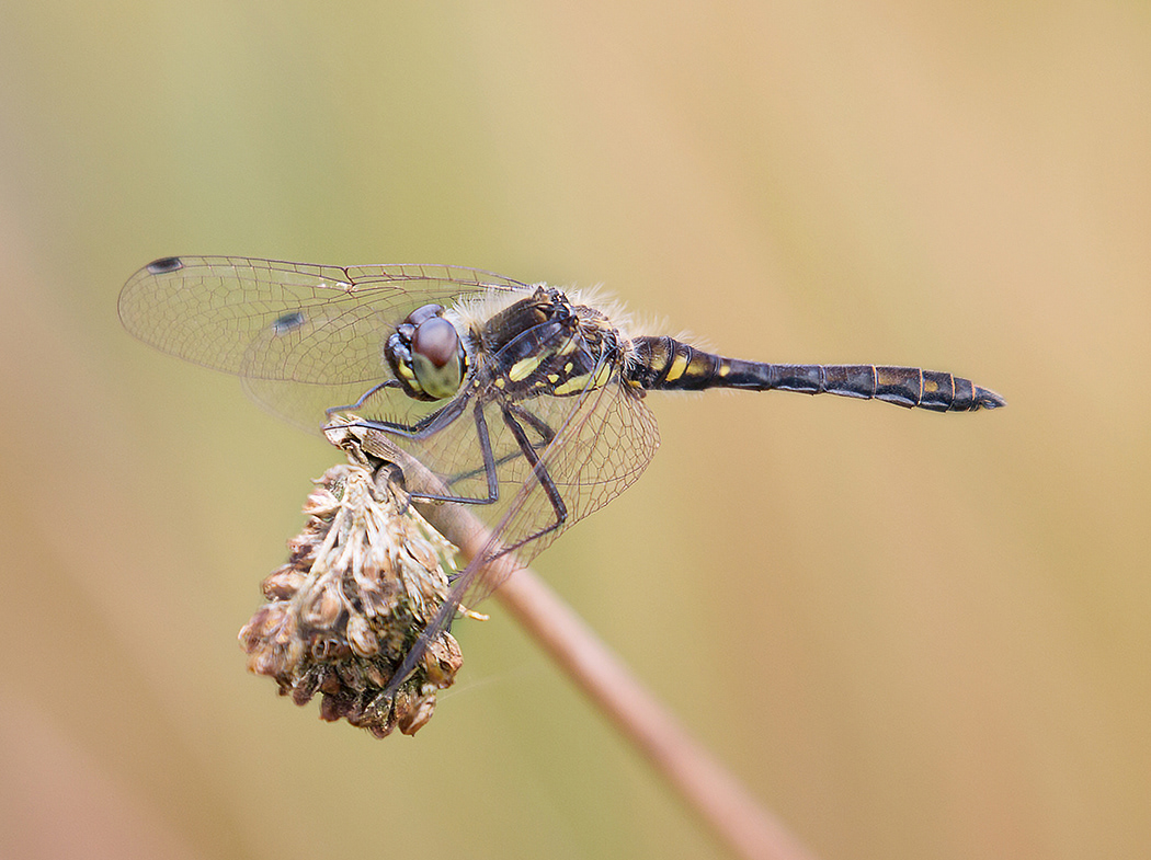 Black Darter