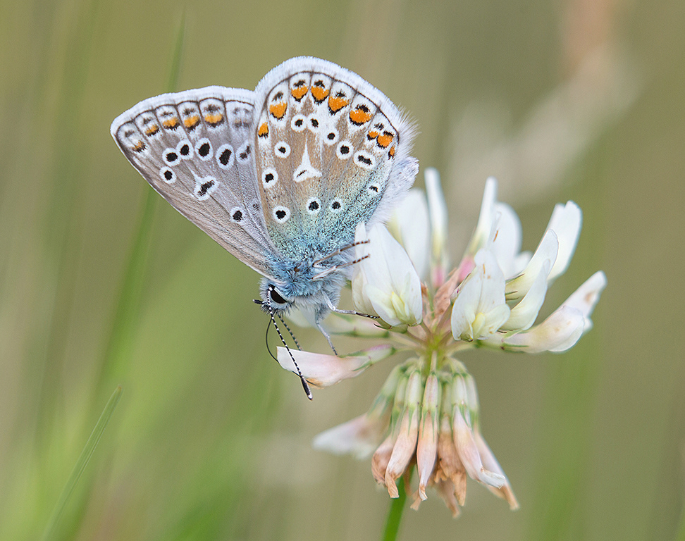 Common Blue