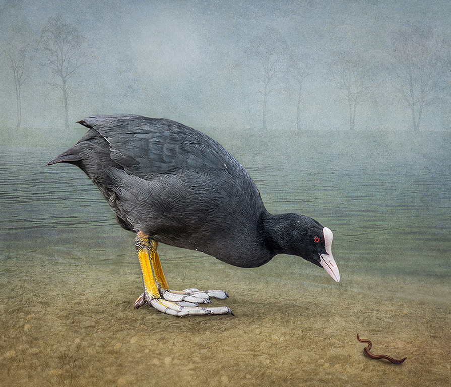 Coot with Worm