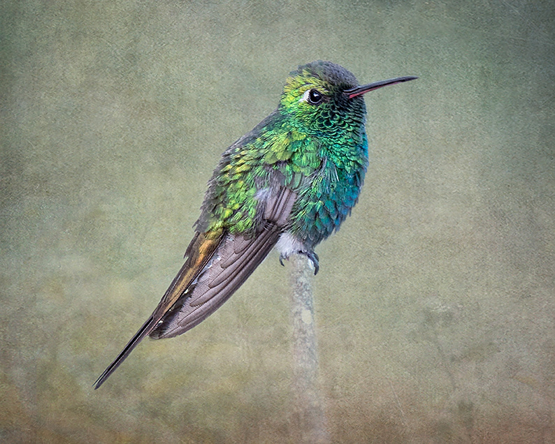 Cuban Emerald Hummingbird