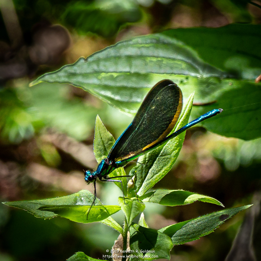 Damsel Fly, Grand Manan