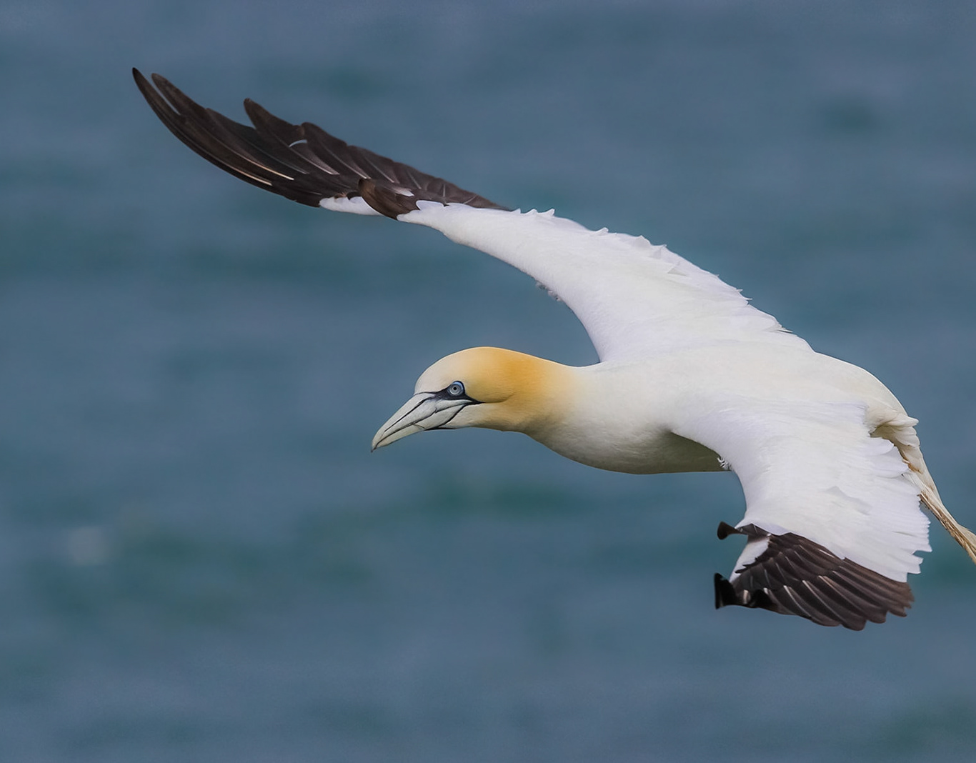 In The Wild Photography Gallery