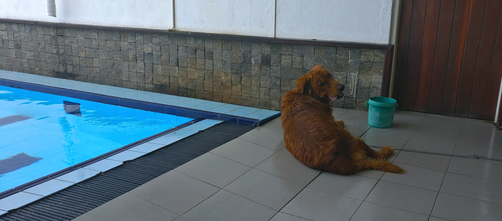 Our guard dog