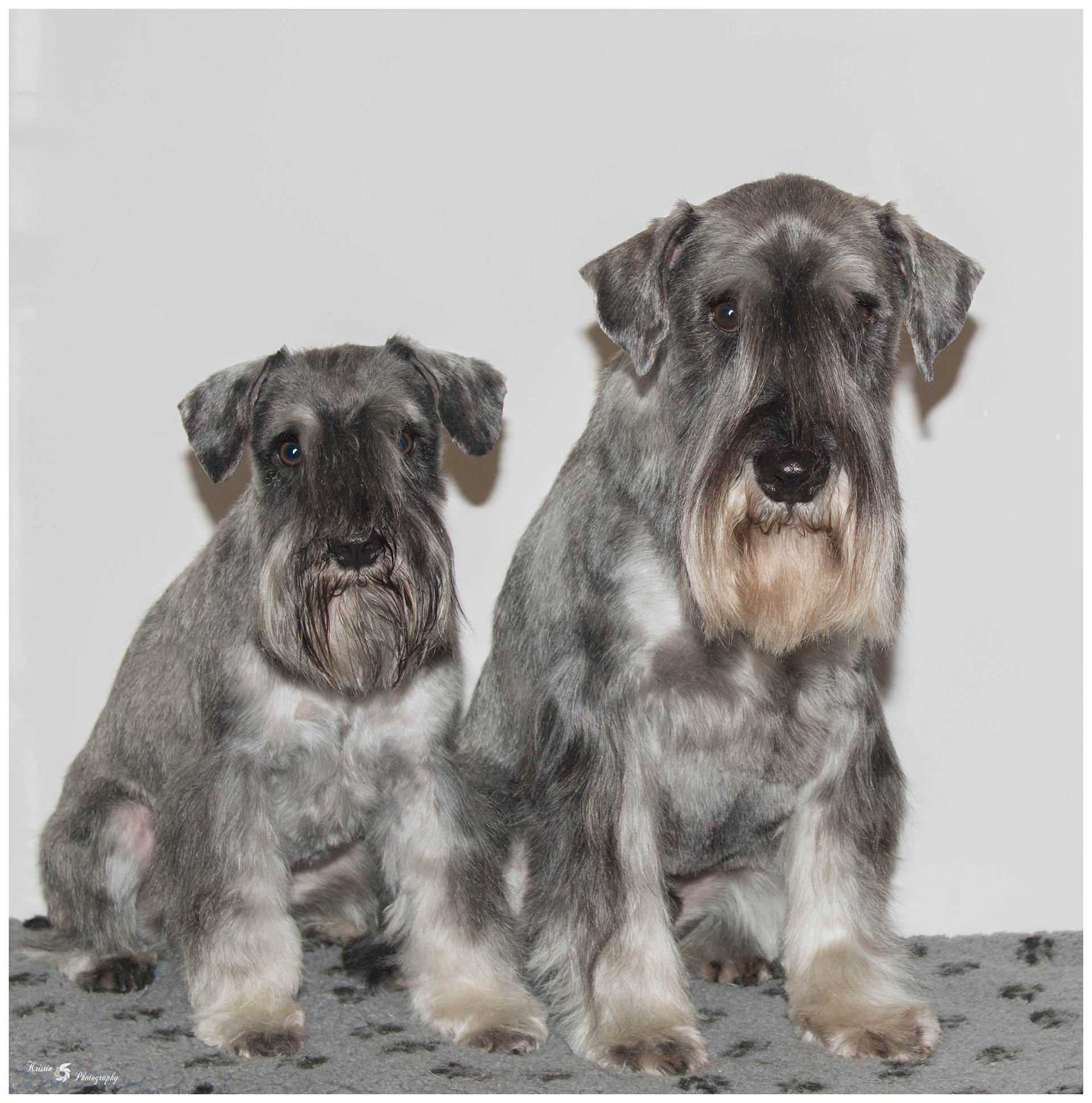 kristin buyle - Snorrige Schnauzers