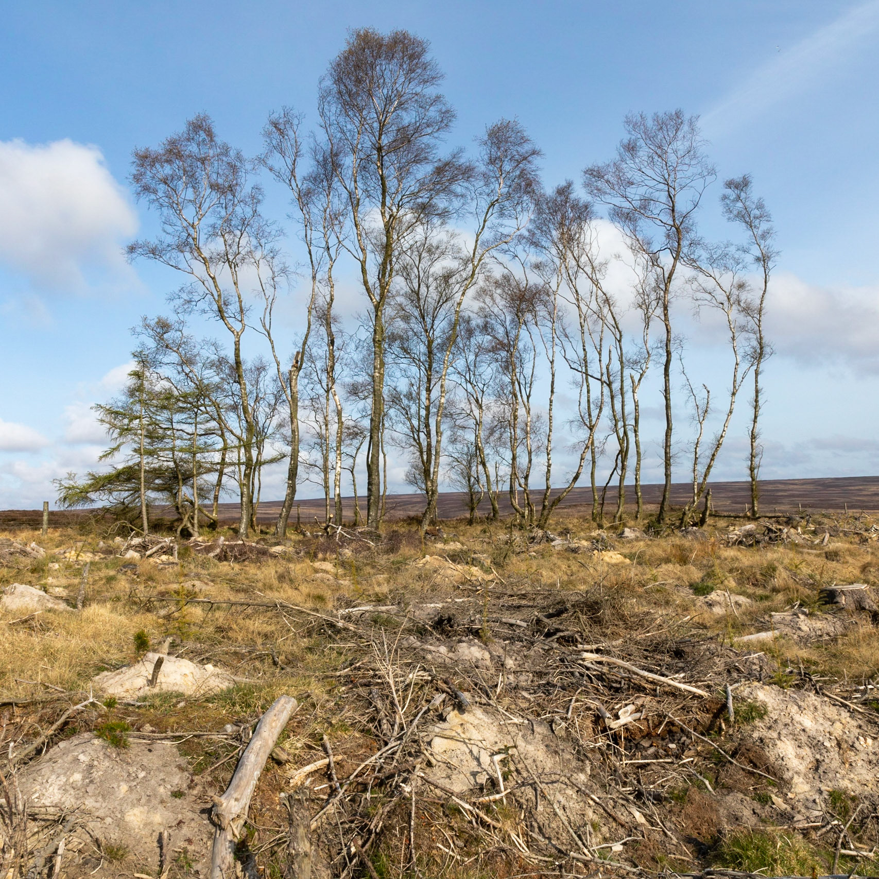 Group of birches, Wheeldale Moor, North York Moors, Yorkshire
