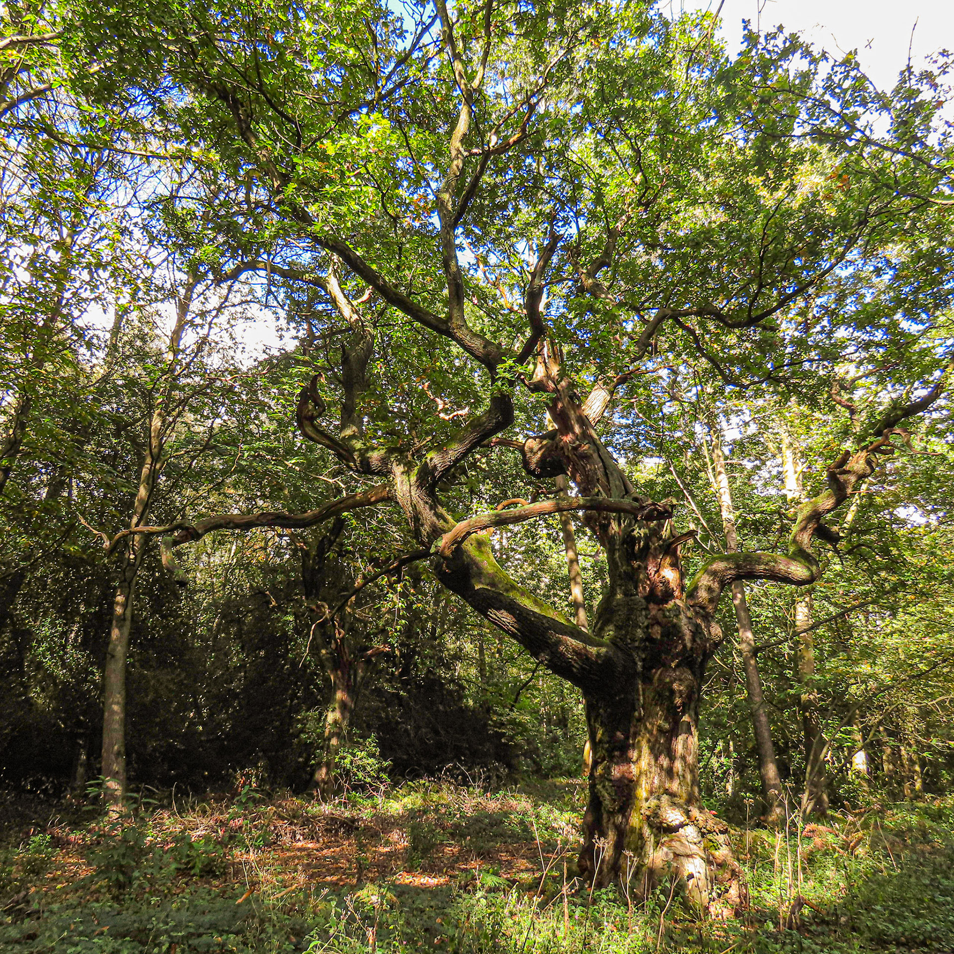 Sherwood Forest, Nottinghamshire