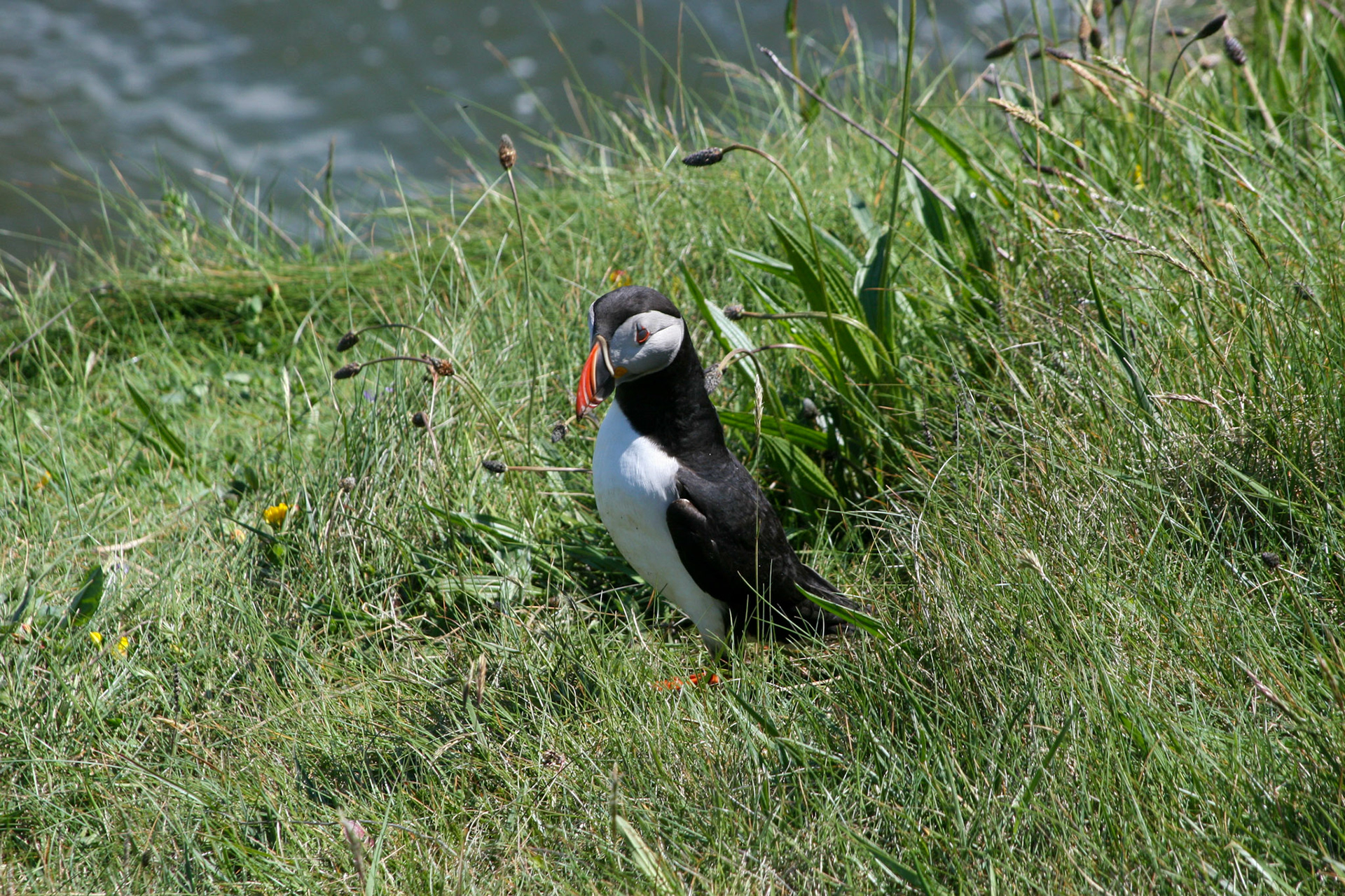 Puffin The Isle Staffa, Scotland