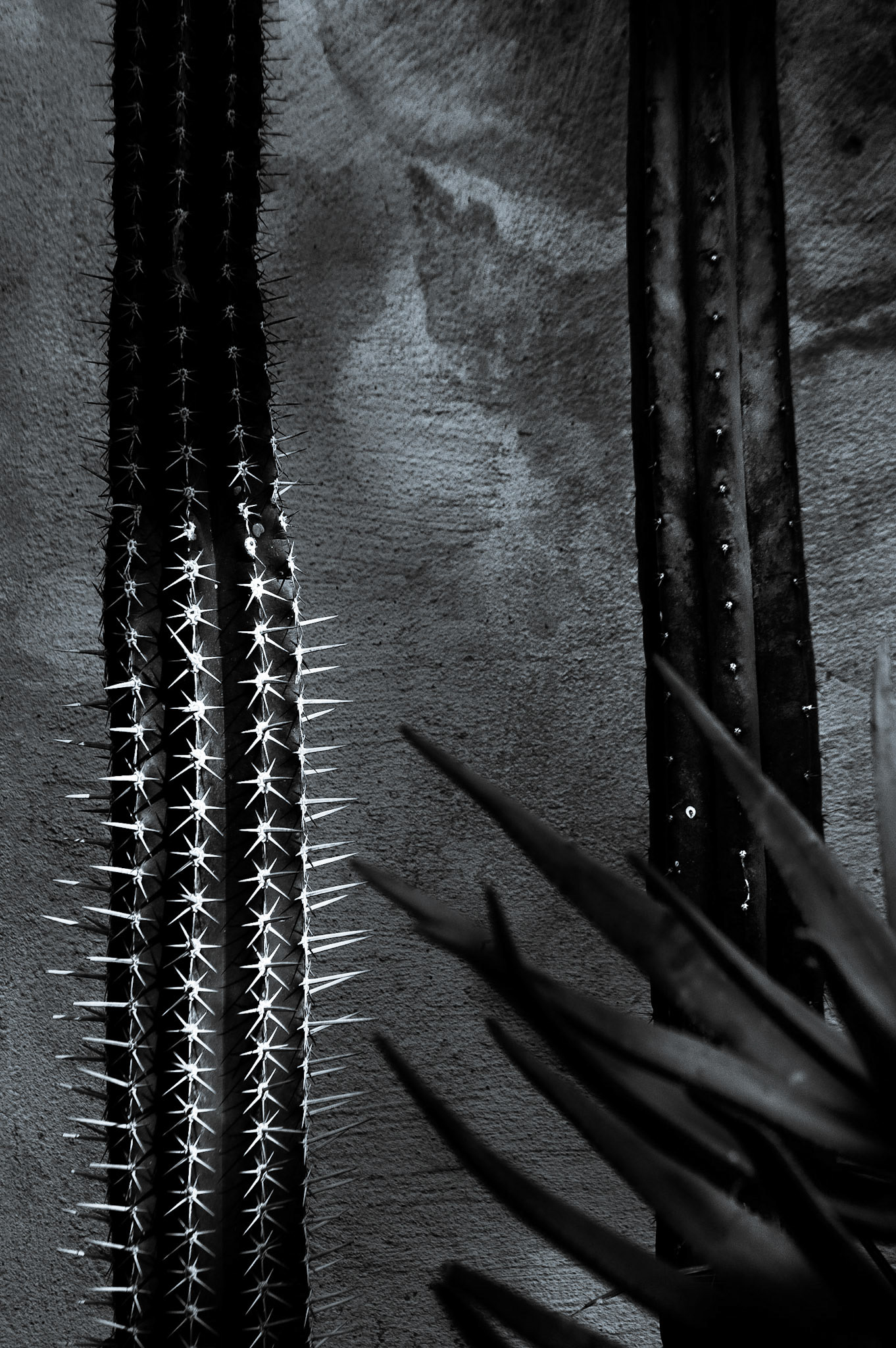 Cactus,Sion House