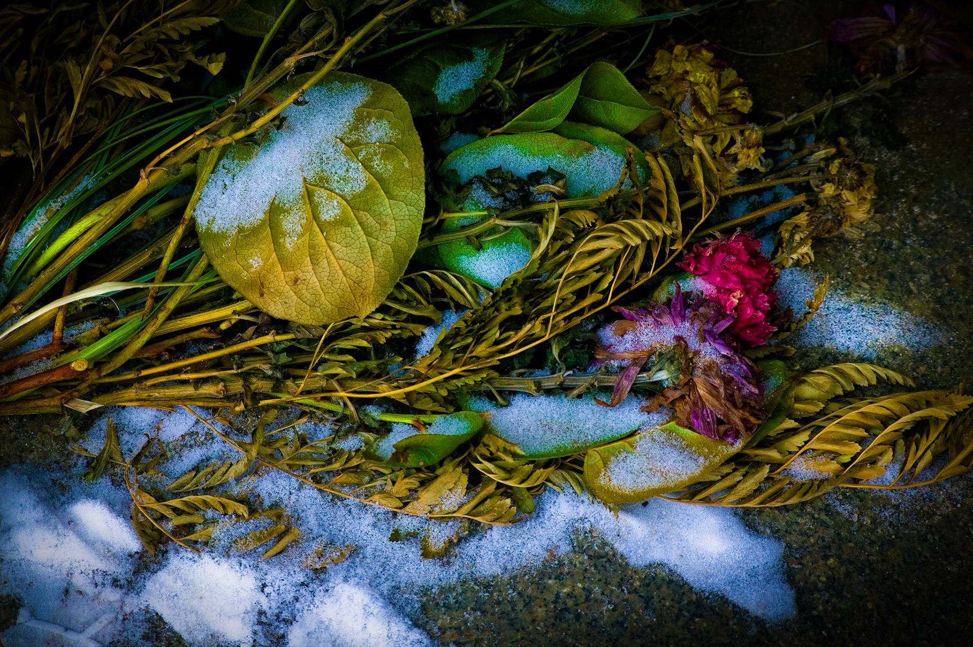 Flowers laid on a gravestone at the Russian cemetary in Berlin