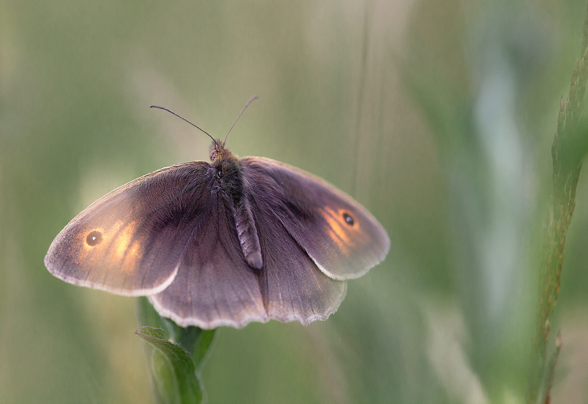 Meadow Brown Butterfly