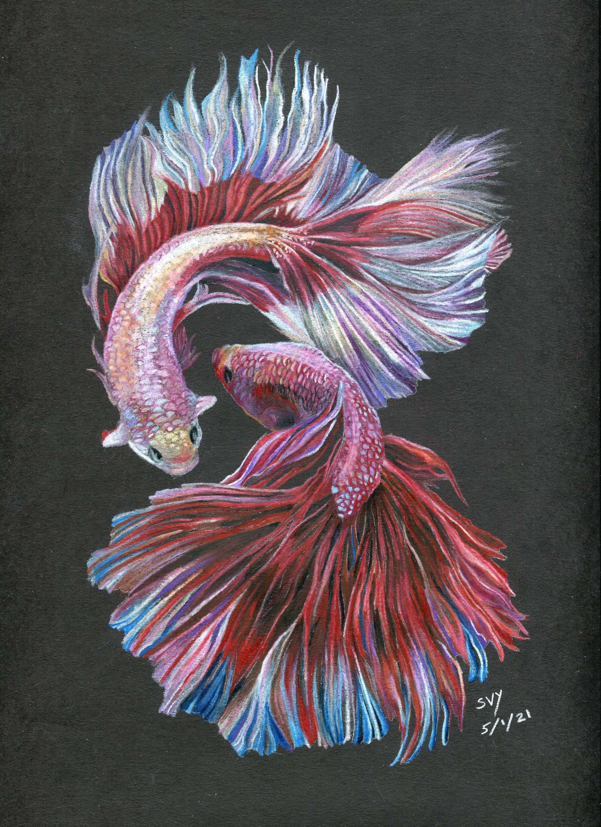 colored pencil on black paper