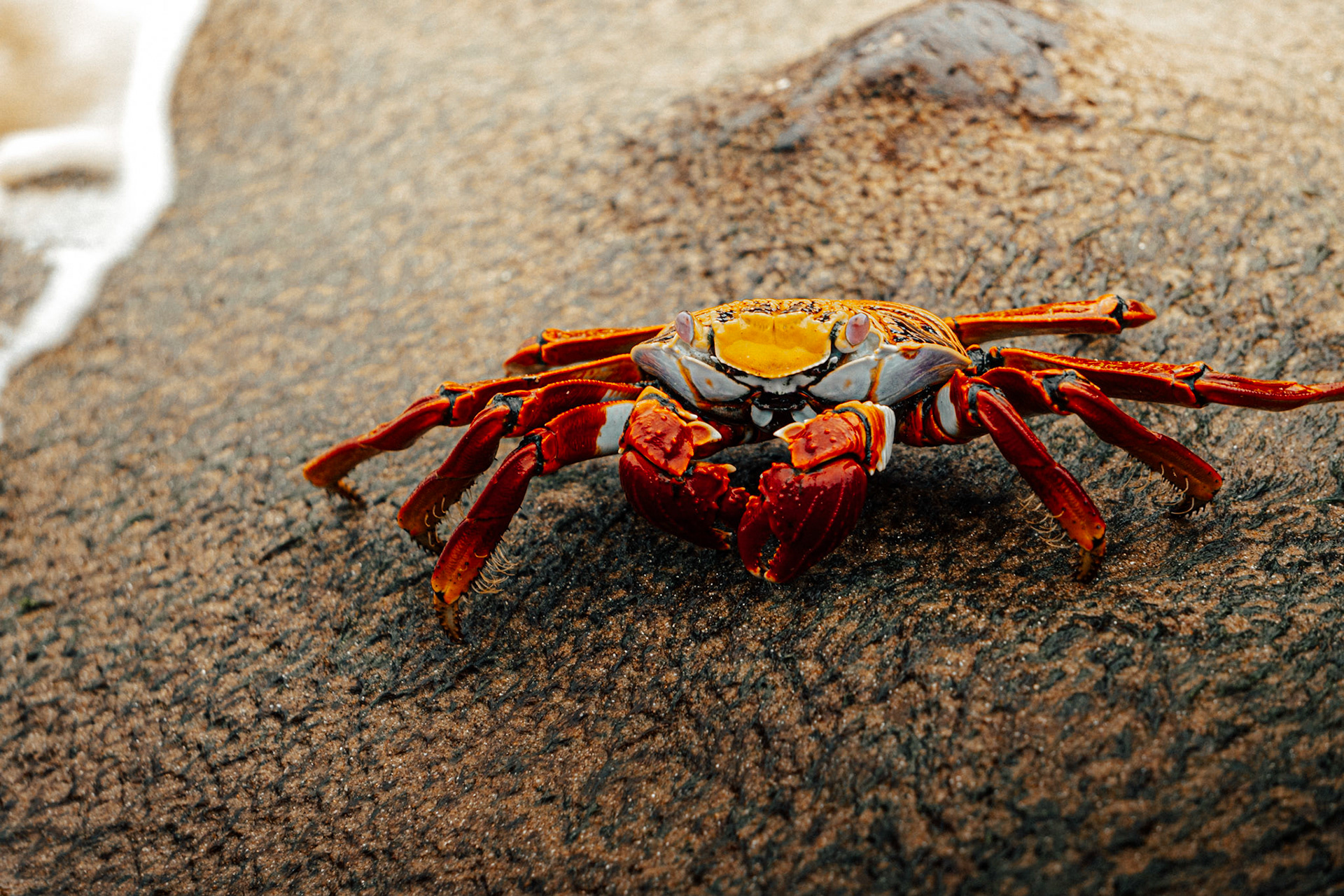 Mr. Krabs