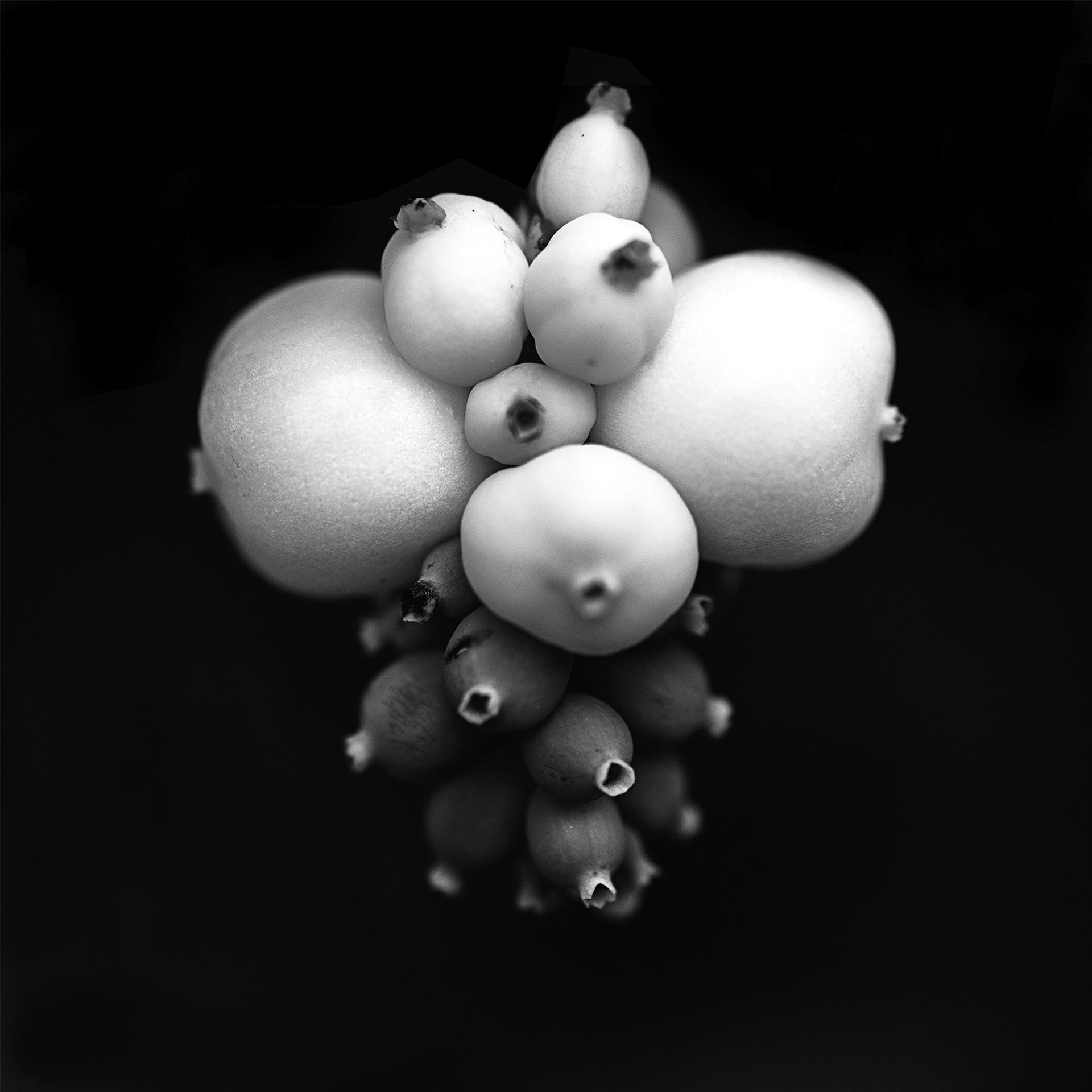 'Sinforicarpo2' 2019, fotografia digitale su Carta Decor Smooth art (210 gr) Alphacellulosa, 50 x 50 cm