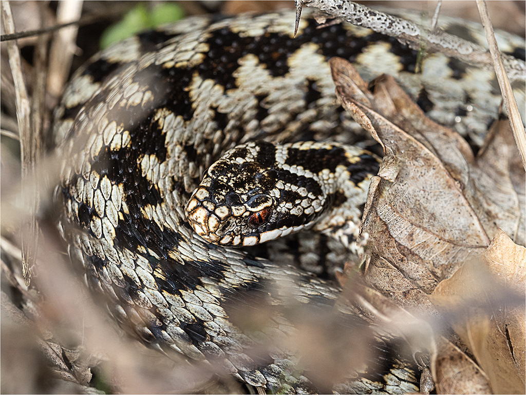 Male Adder at Fingeringhoe Wick