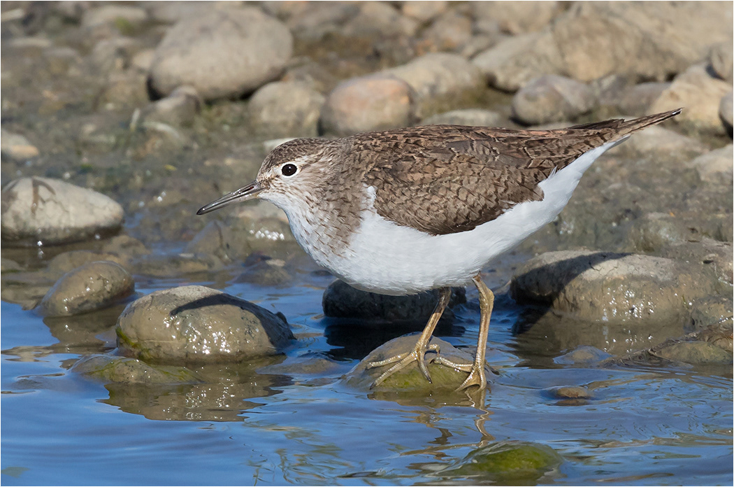 Wood Sandpiper