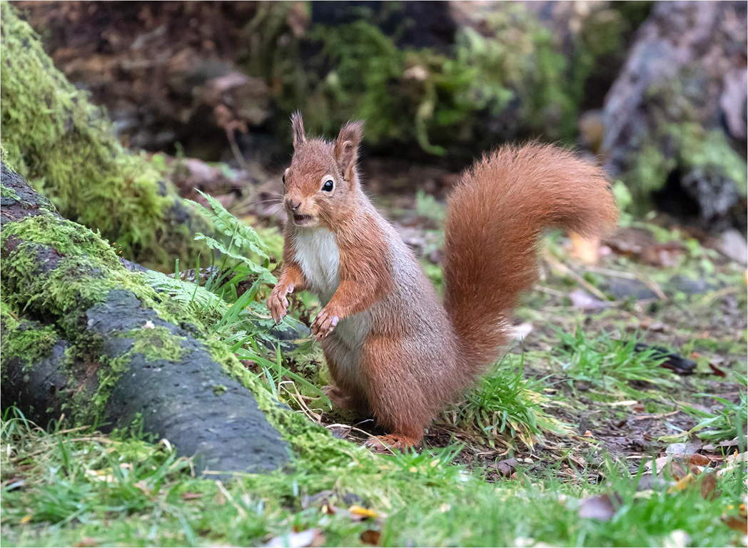 Red Squirrel