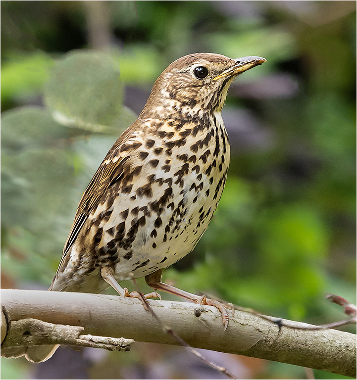 Song Thrush
