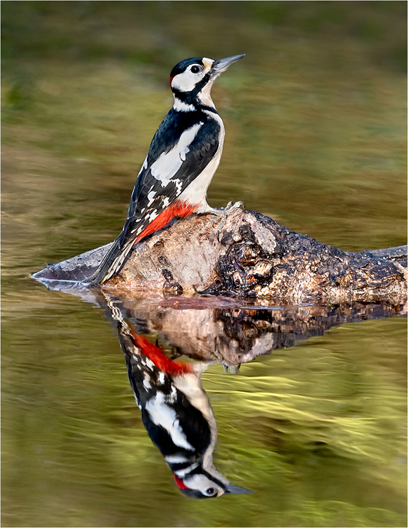 Great Spotted Woodpecker