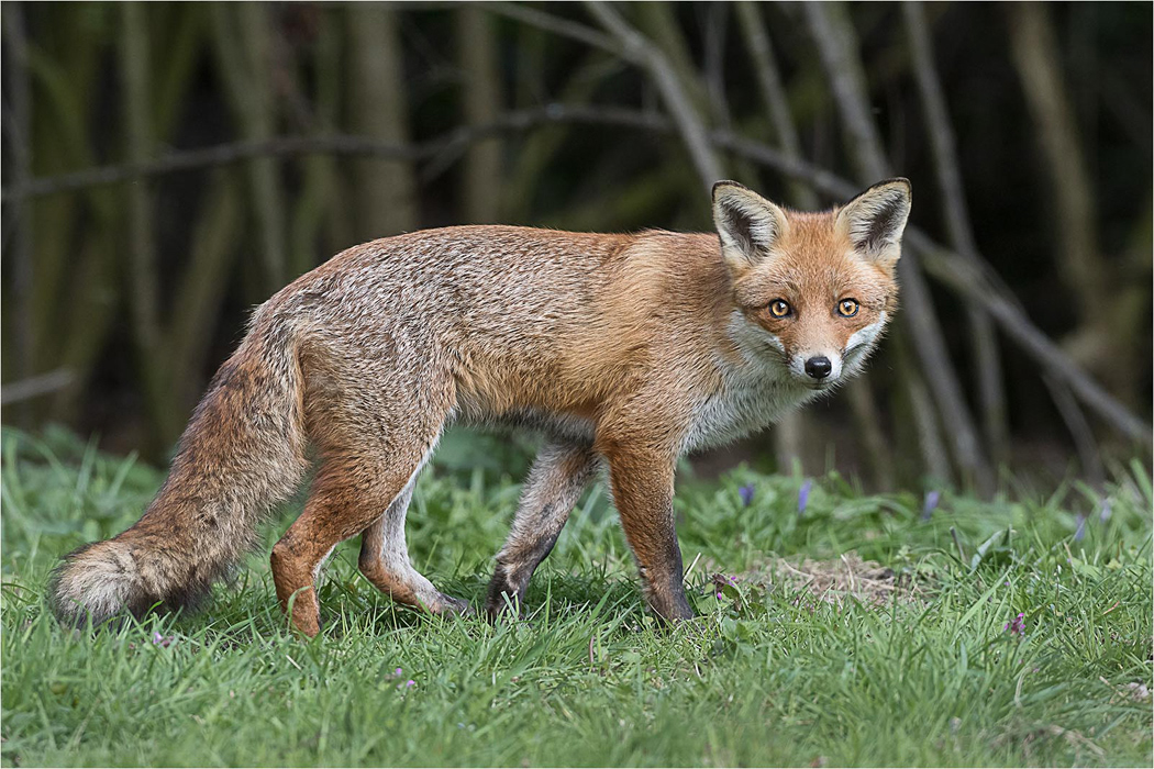 Fox