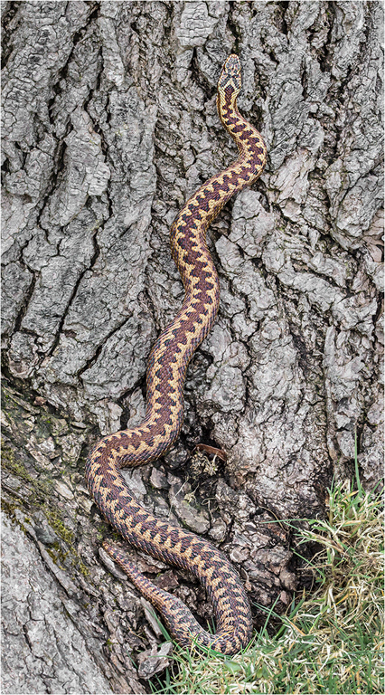 Adder - Female