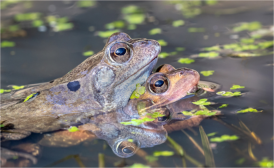 Frogs