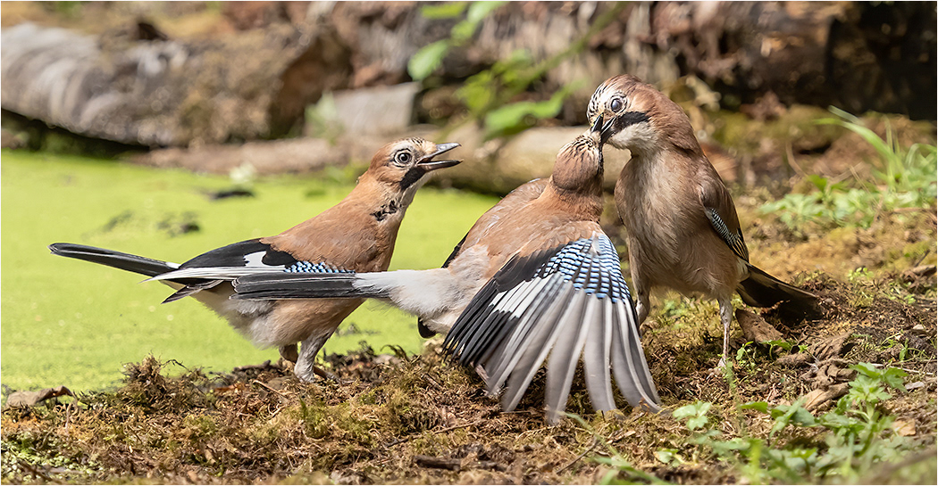 Jay - Adult and Young
