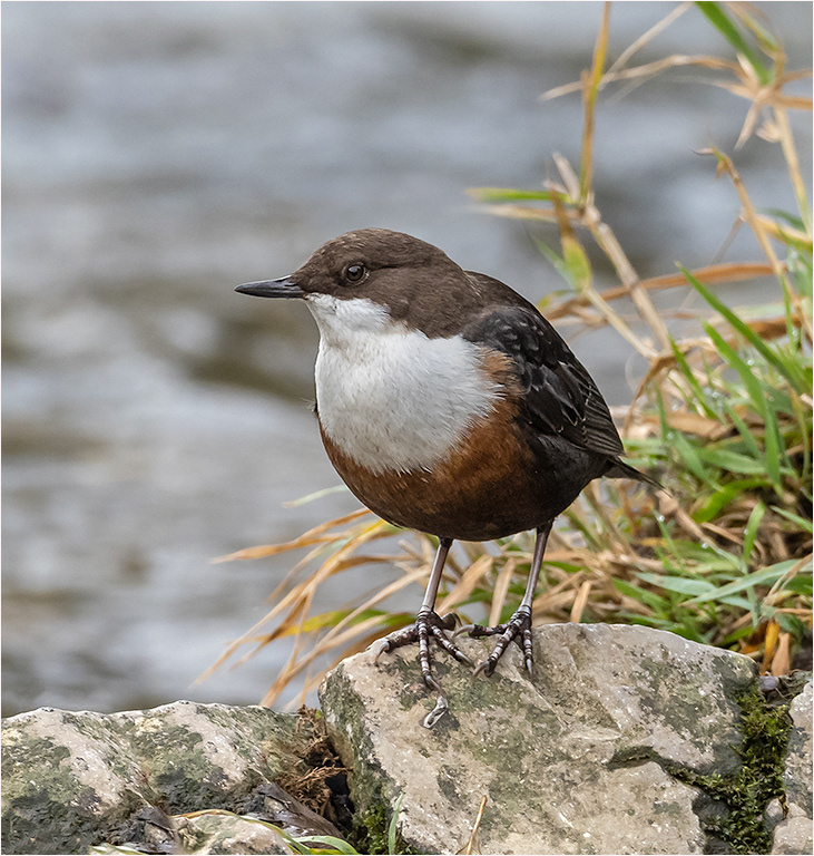 Dipper