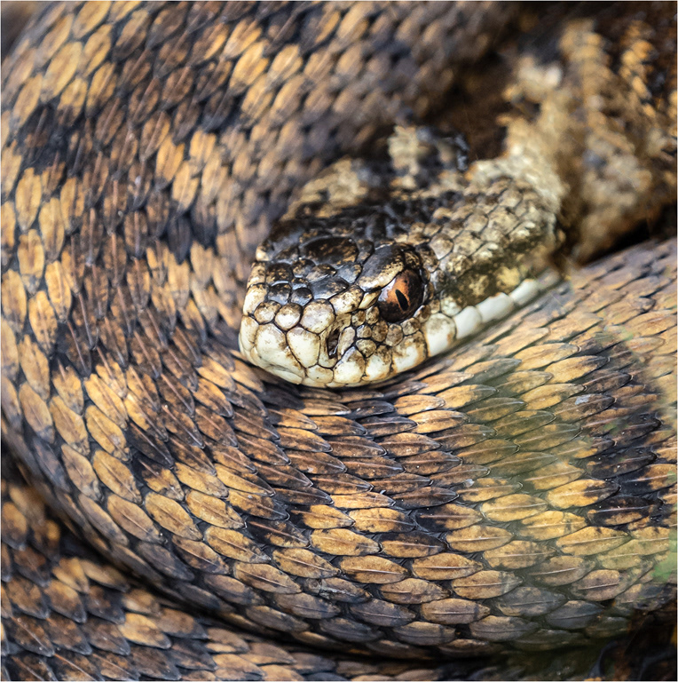 Adder - Female