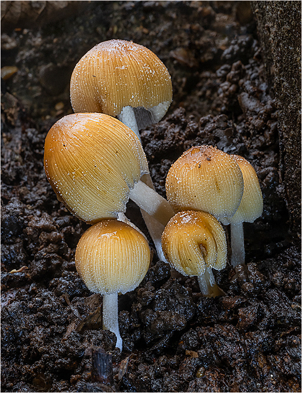 Glistening Ink Caps