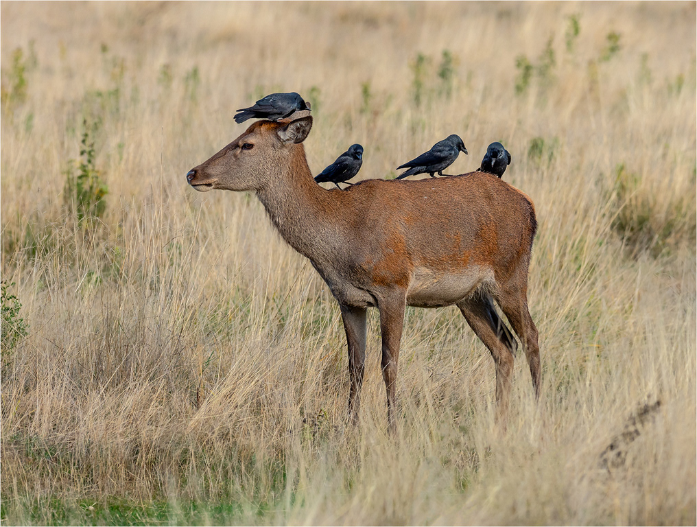 Red Deer Stag - Bradgate Park