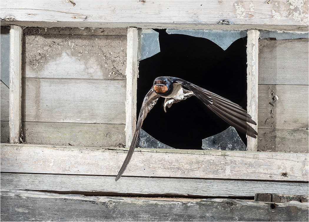 Swallow - High Speed Flash