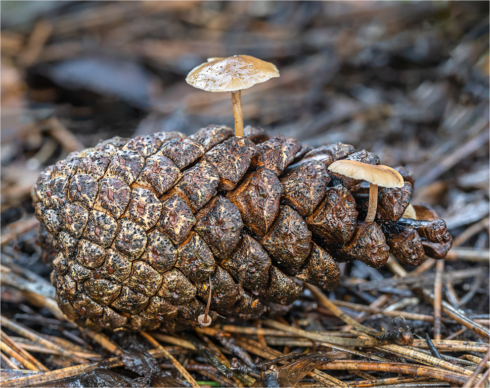 Pine Cone Fingi