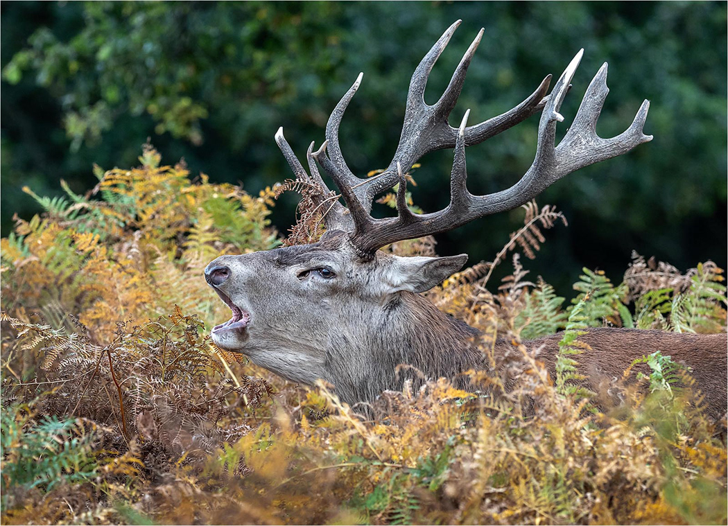 Red Deer Stag - Bradgate Park