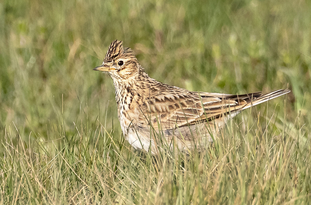 Skylark
