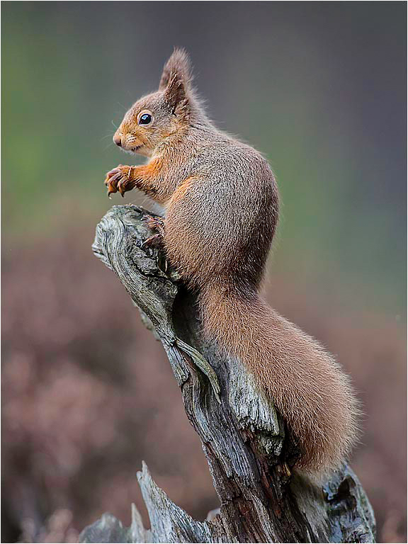 Red Squirrel