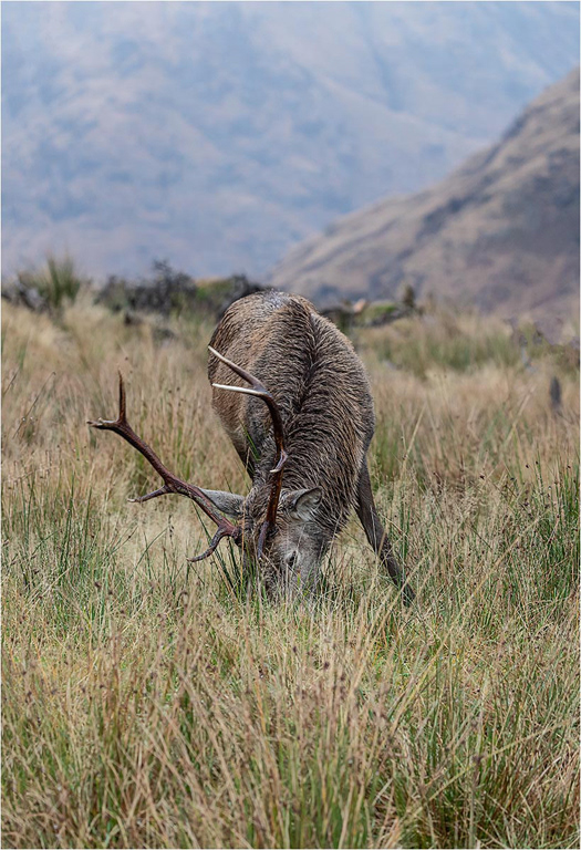Red Deer Stag - Scottish Highlands