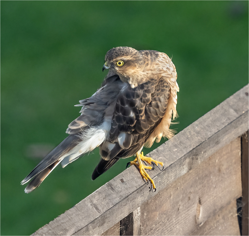 Sparrowhawk cleaning itself on fence