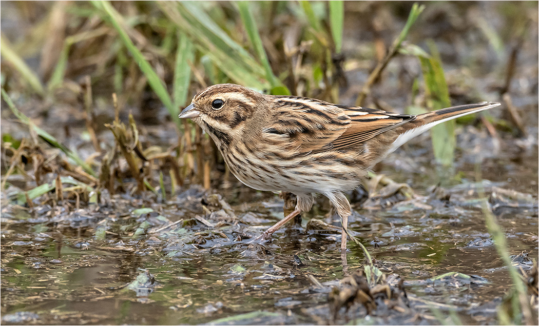 Reed Bunting - Female
