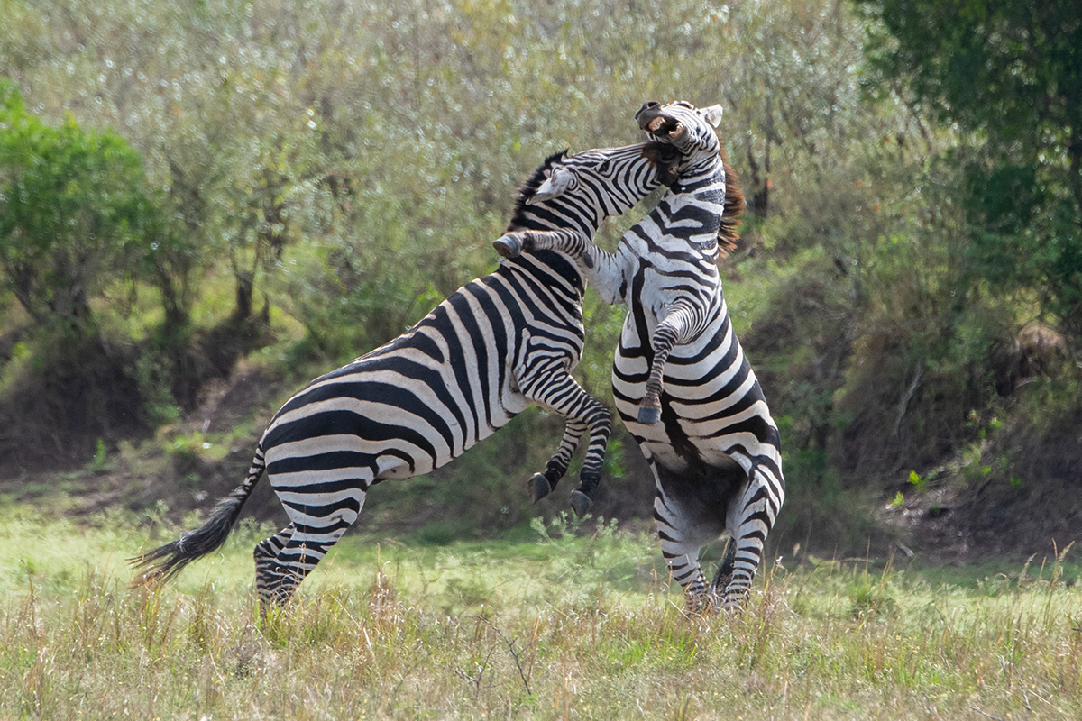 Kenya, Serengeti Plains, Maasai Mara, Burchell's zebra fighting