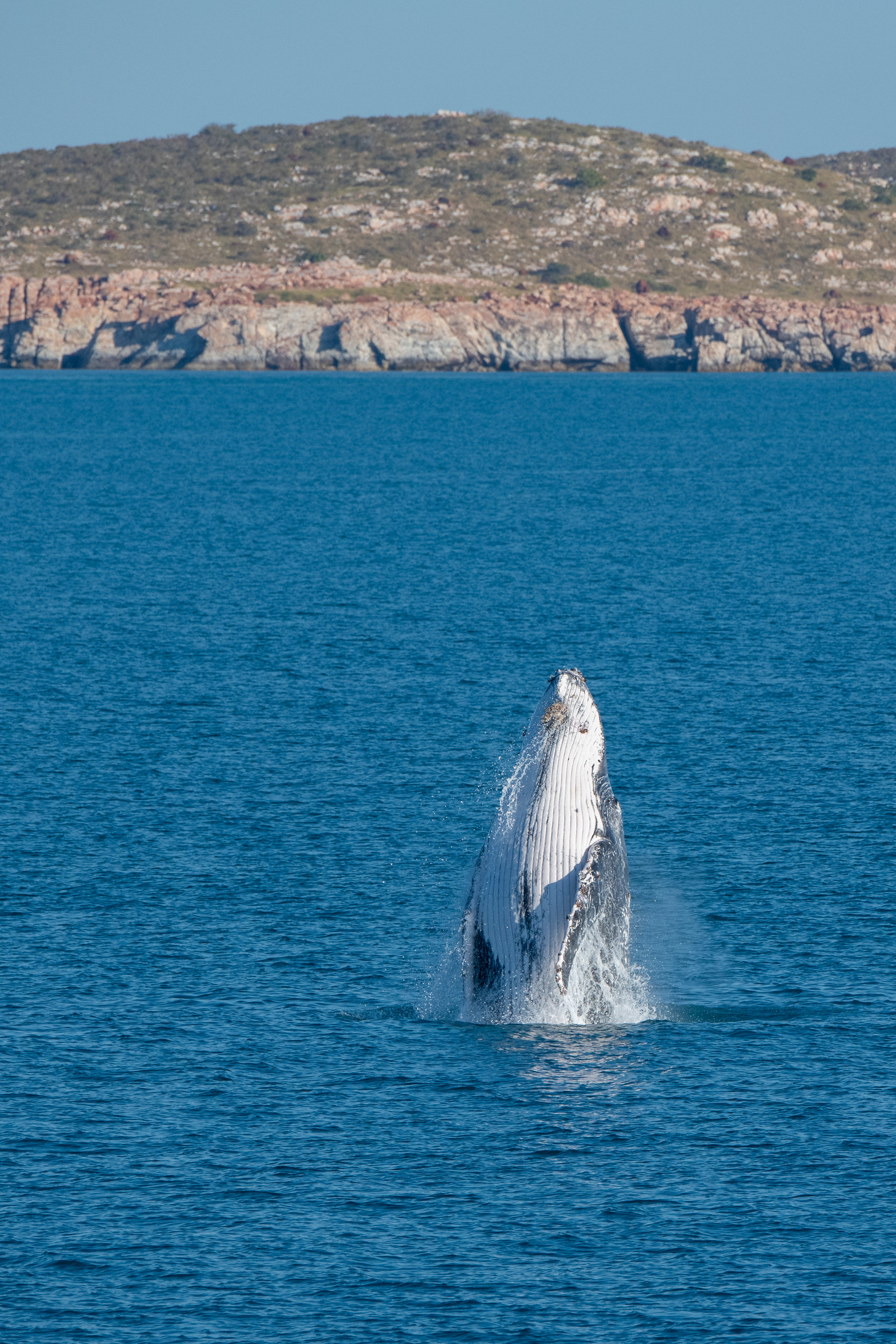 Australia - Humpback whale