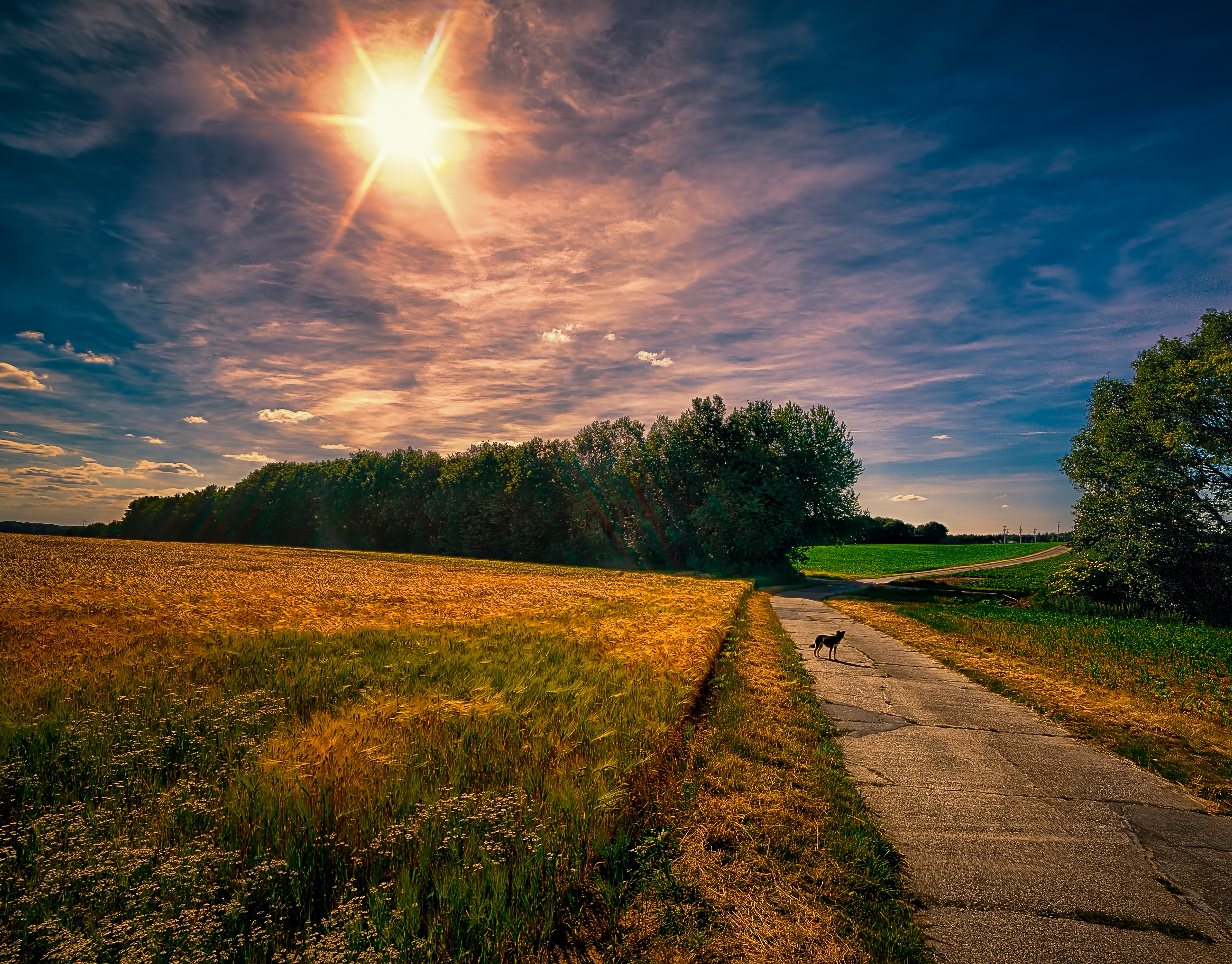 Утро дорога. Солнечная дорога. Природа дорога солнце. Солнечное утро дорога. Дорога Восход.