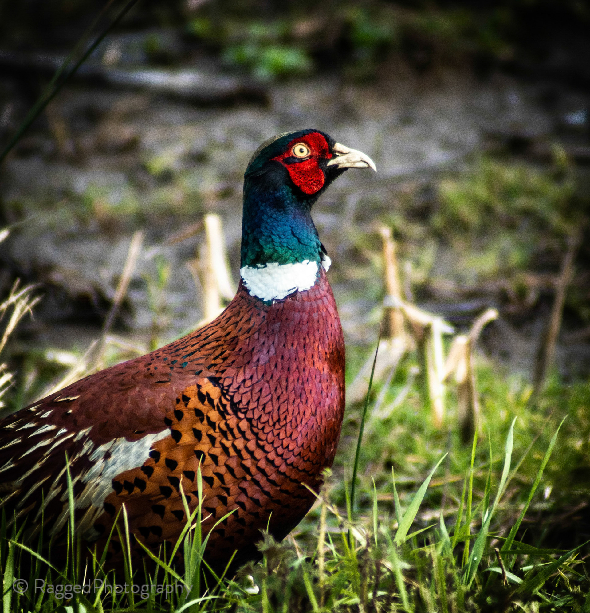 Pheasant walking by