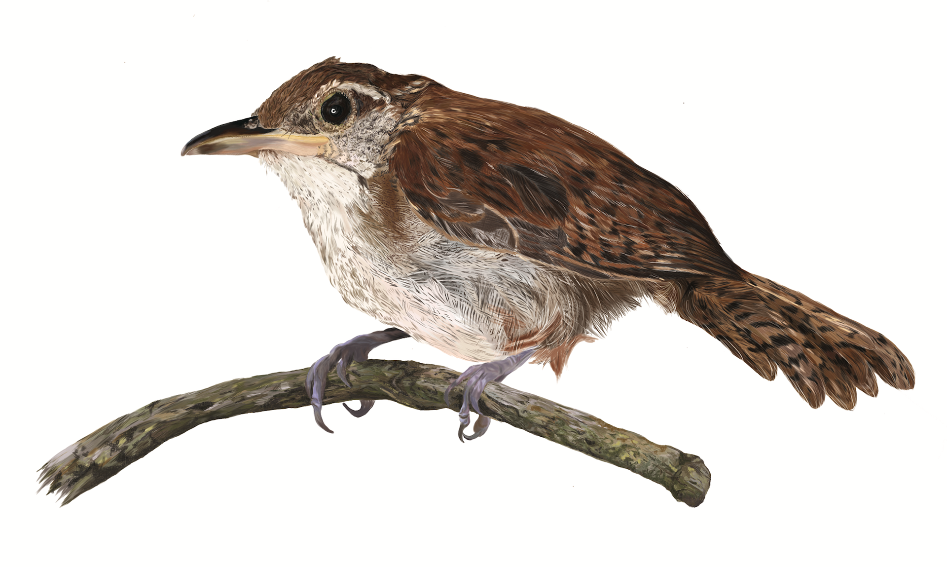 Angie Gonzalez Thryophilus nicefori