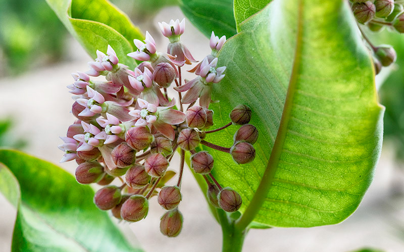 A milkweed blossom, partial blossom, foliage, dune, Hoffmaster State Park
