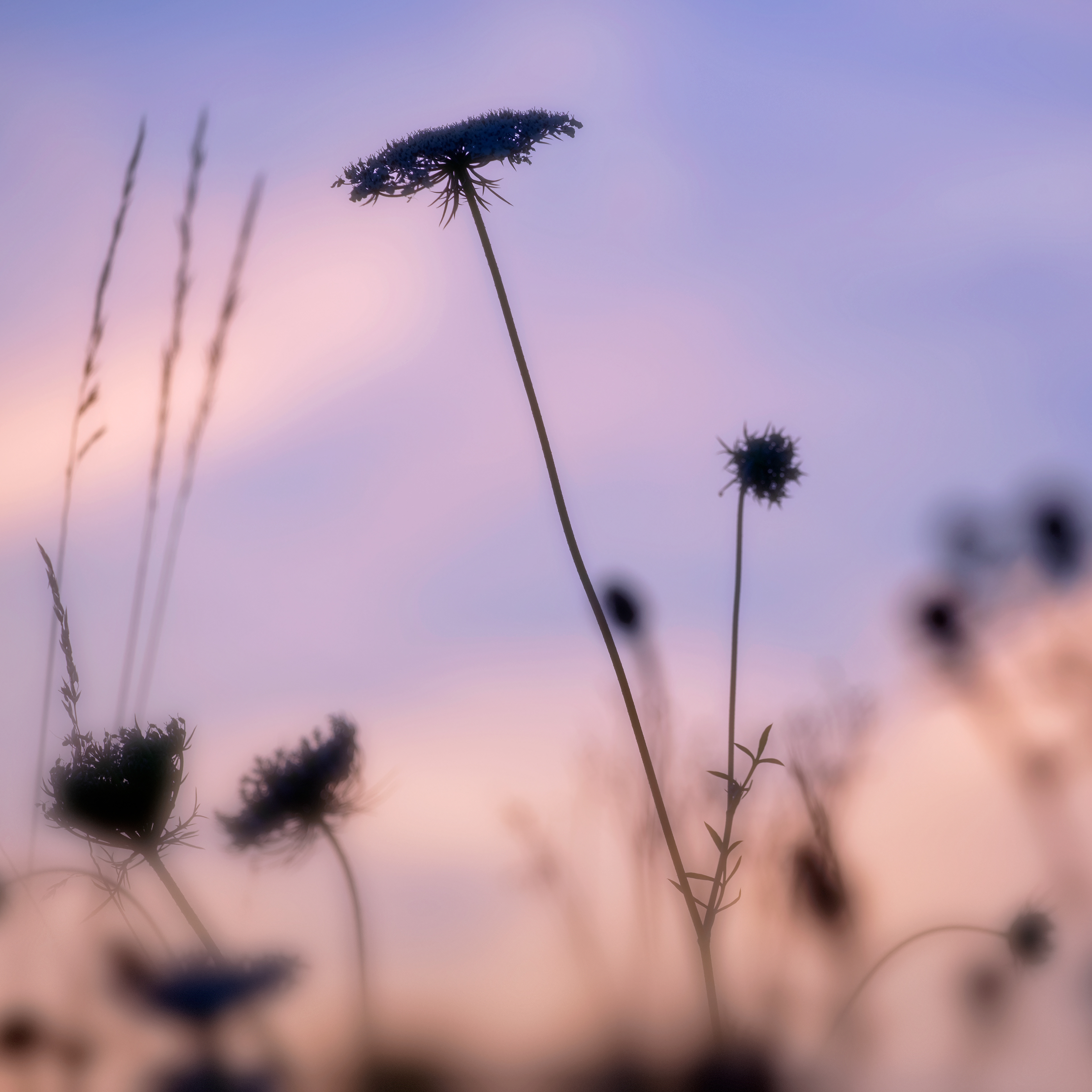 Seed Heads